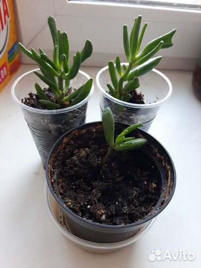 Крассула хоббит денежное дерево