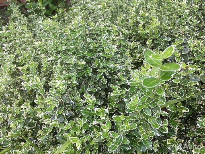 Бересклет жёлтый,белый, хоста, лилейники