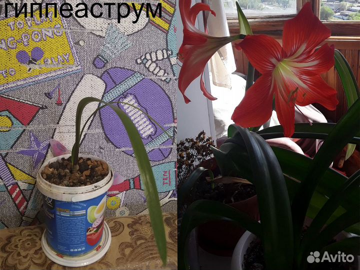 Гиппеаструм