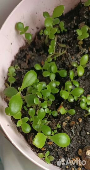 Каланхоэ Дегремона лечебный 1шт