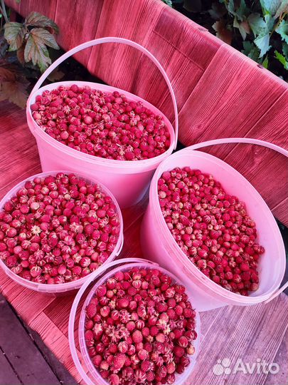 Клубника луговая