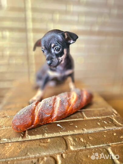 Той-терьер щенки