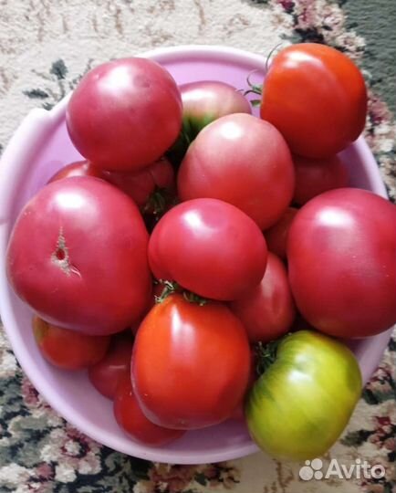 Помидоры свежие домашние