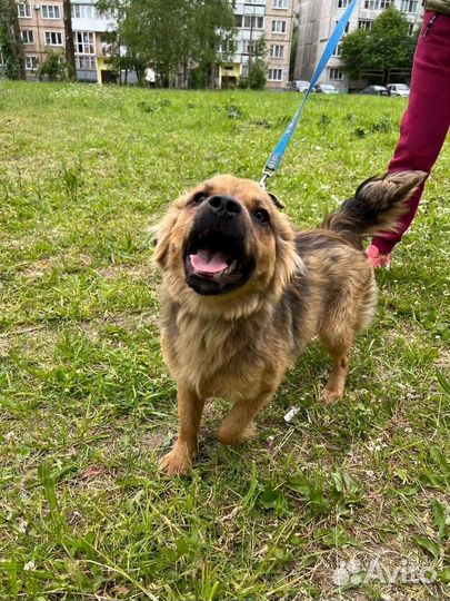 Диванный пушистик