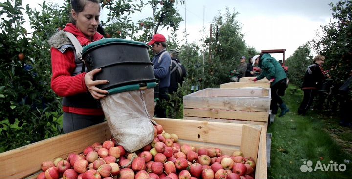 Сборка яблок с проживанием