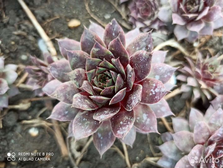 Суккуленты, каменная роза