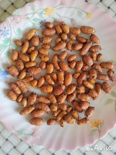 Земляной орех чуфа