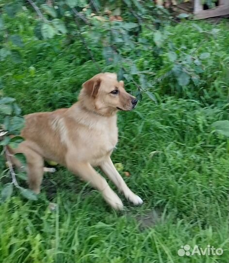 Собака в добрые руки