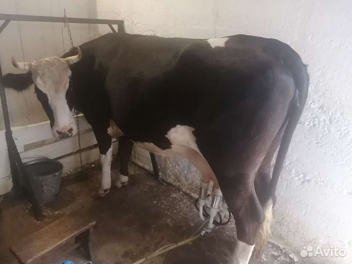Коровы (тёлка, первотелка, нетели, бык)