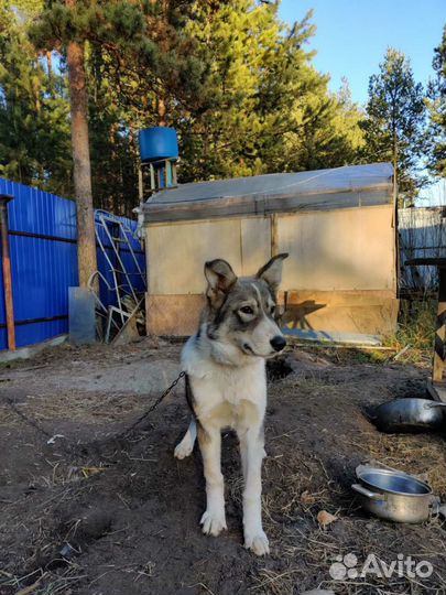 Лайка помесь с Хаски