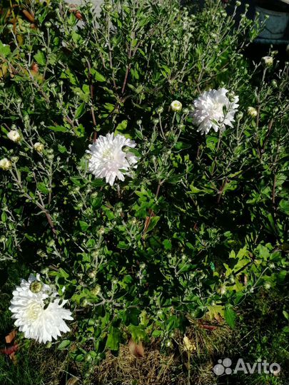 Хризантемы