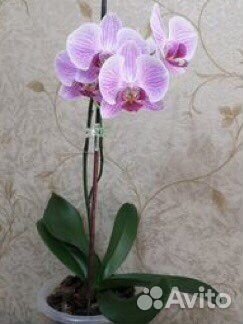 Фаленопсисы и толстянка