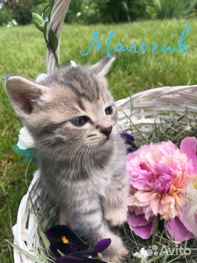 Кошка в дар бесплатно