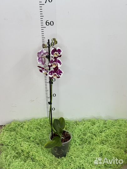 Орхидея бабочка Маракеш