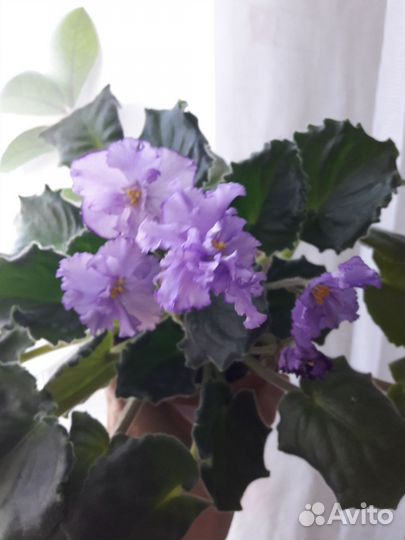 Фиалки цветущие в горшке