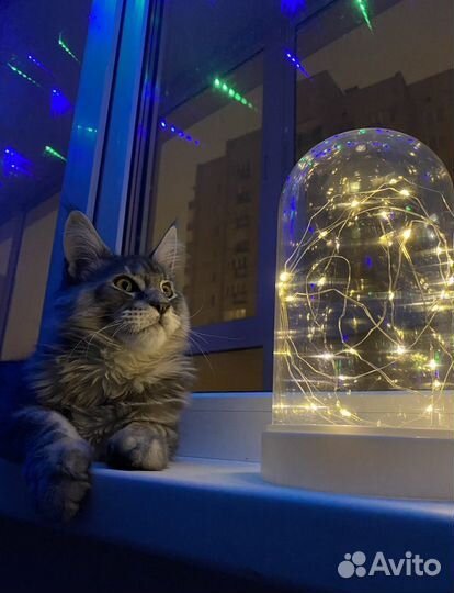 Ночник «Диско»