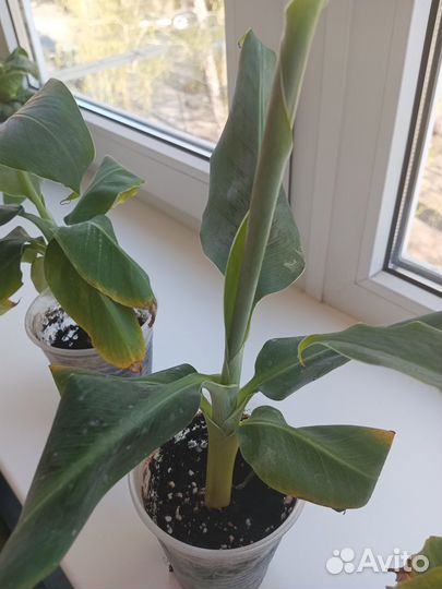 Банан Кавендиш