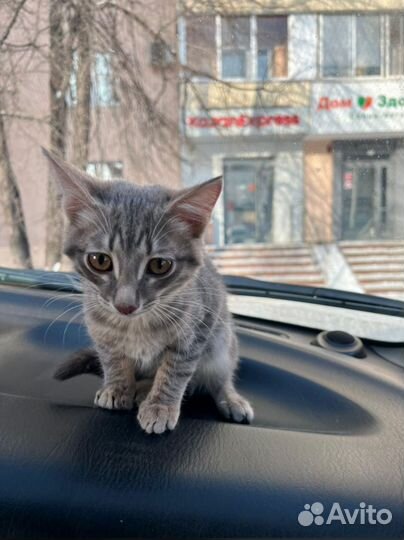 У счастья нет породы