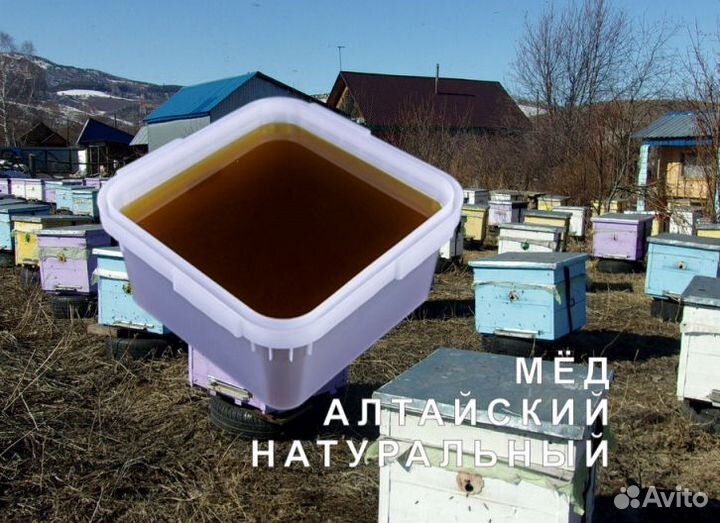 Мед натуральный из Алтая оптом