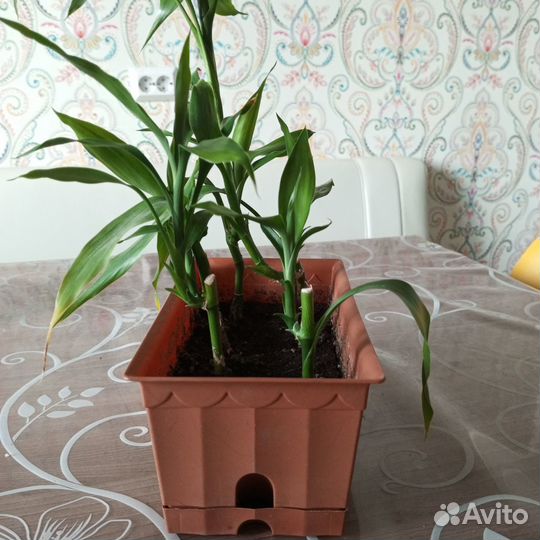 Бамбук лаки