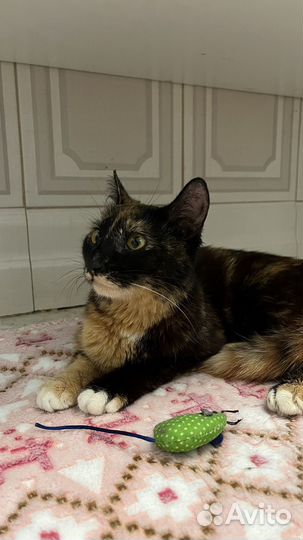 Кошка в дар