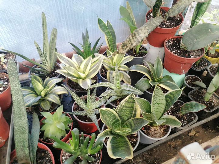 Комнатные цветы в большом ассортименте