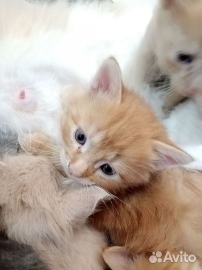 Котята в добрые руки бесплатно