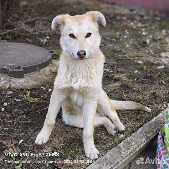 Щенок подросток Малыш в поисках дома