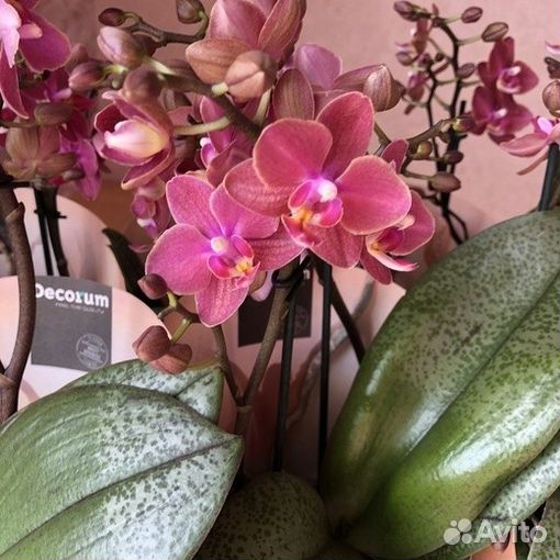 Орхидея Diffusion SI3597 парфюмерная фабрика