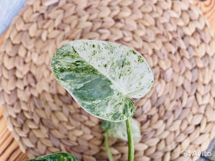 Филодендрон Гигантум вариегатный / Giganteum var