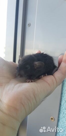 Крыса дамбо с клеткой и кормом