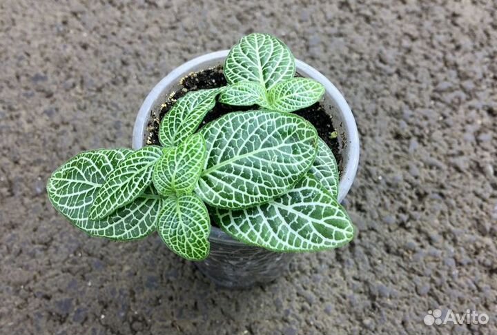 Фиттония 3 сорта (ук.черенки 0,1л)