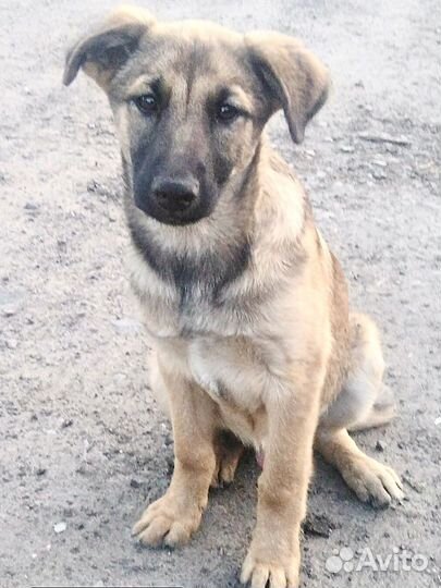 Щенок в добрые руки