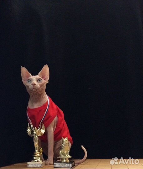 Канадский сфинкс