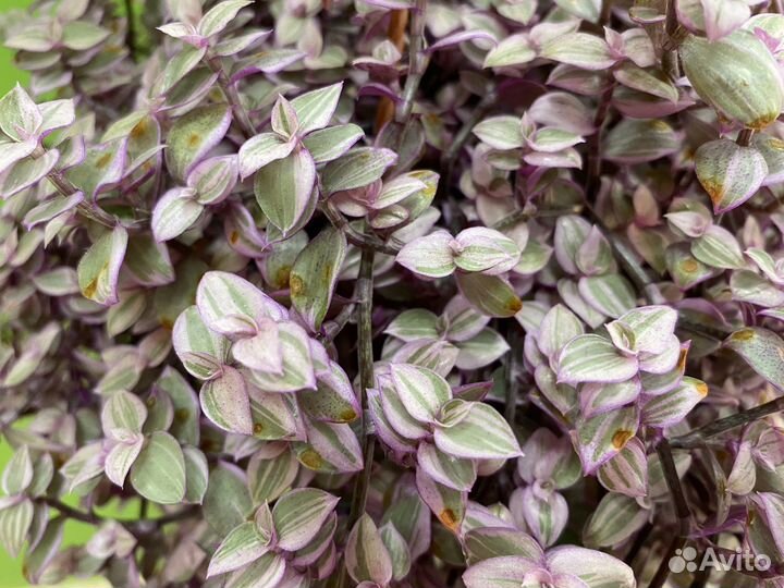 Колизия розовая пантера (мелколистная )