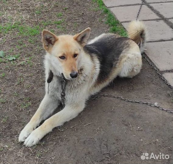 Нужен дом собаке