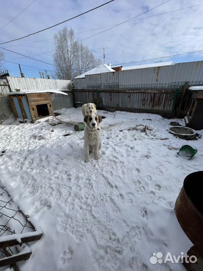 Собака Алабай