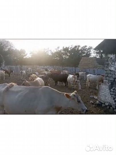 Коровы дойные и телята