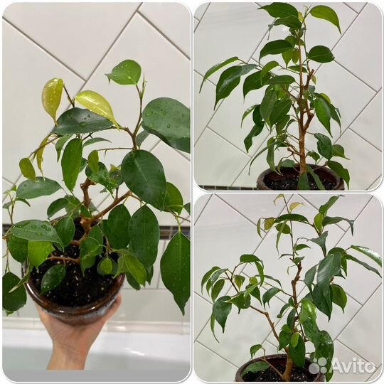 Фикусы
