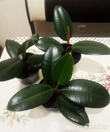 Фикус каучуконосный