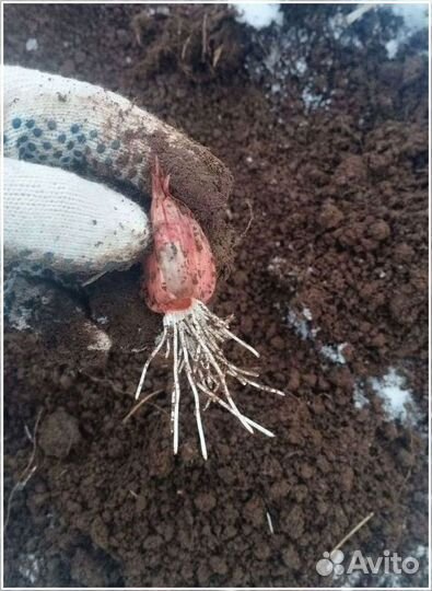 Привлекаю инвестиции для развития бизнеса