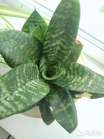 Сансевиерия