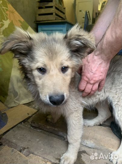 Щенок мальчик