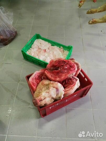 Головы свиные опаленные.Беспл. доставка от 2-х