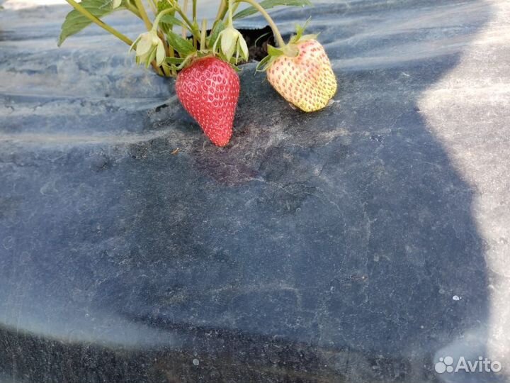 Рассада клубники сорт murano (мурано)