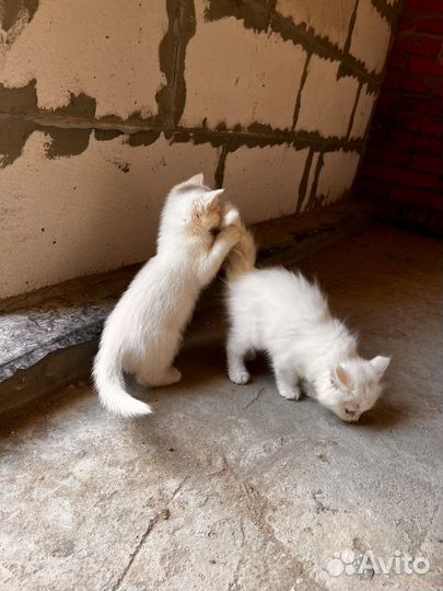 Котята Турецкой Ангоры