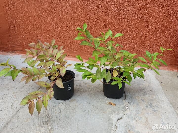 Вейгела ярко- розовая