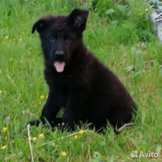 Отборные щенки