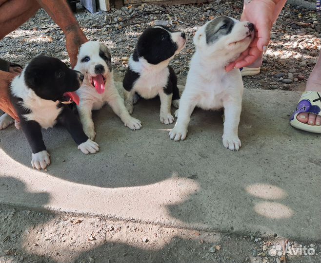 Щенки алабая
