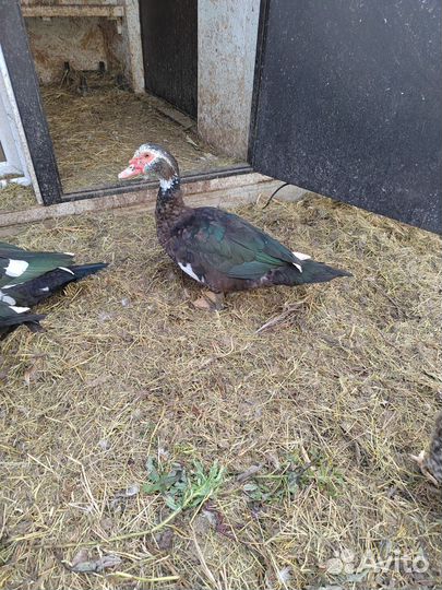 Мускусные утки тяжелые линии